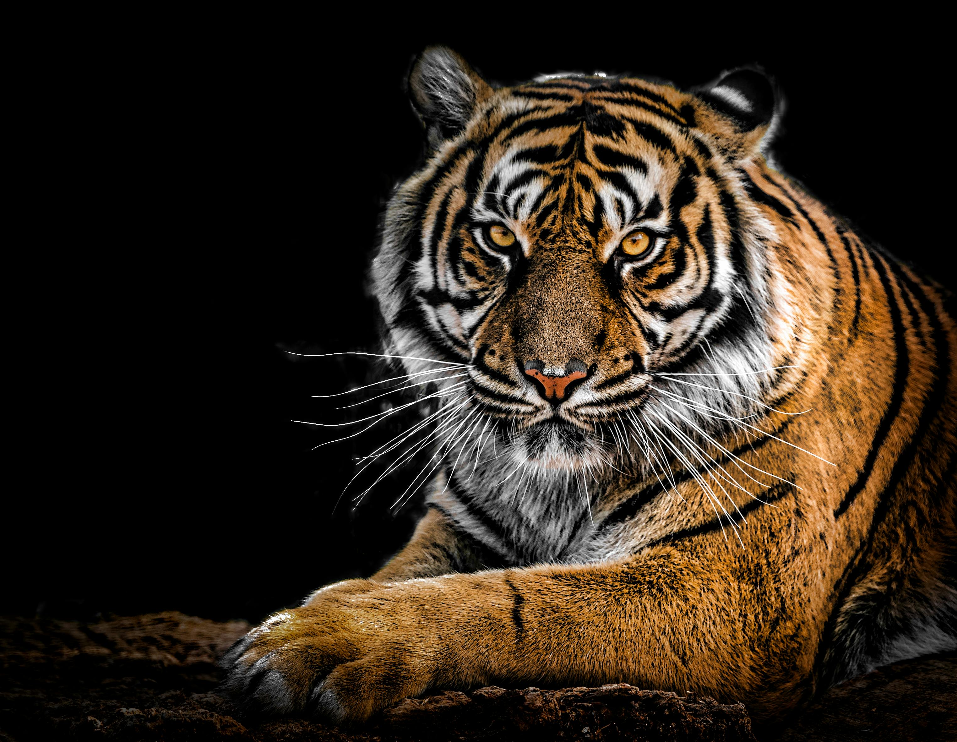animal