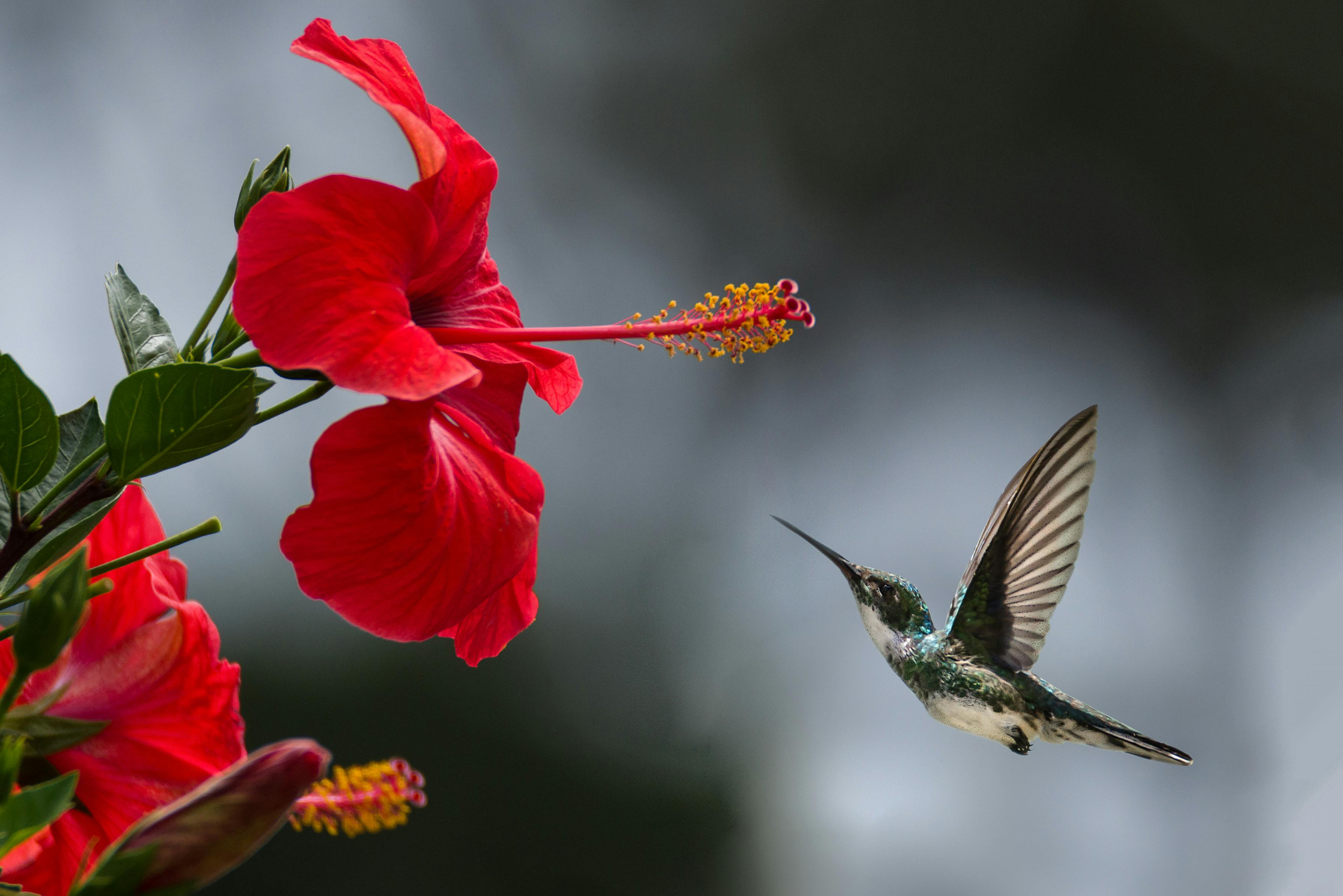 bird